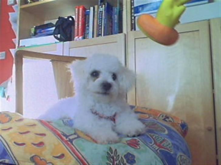 Bichon à poil frisé Oline(tinghøjs francisca) billede 14