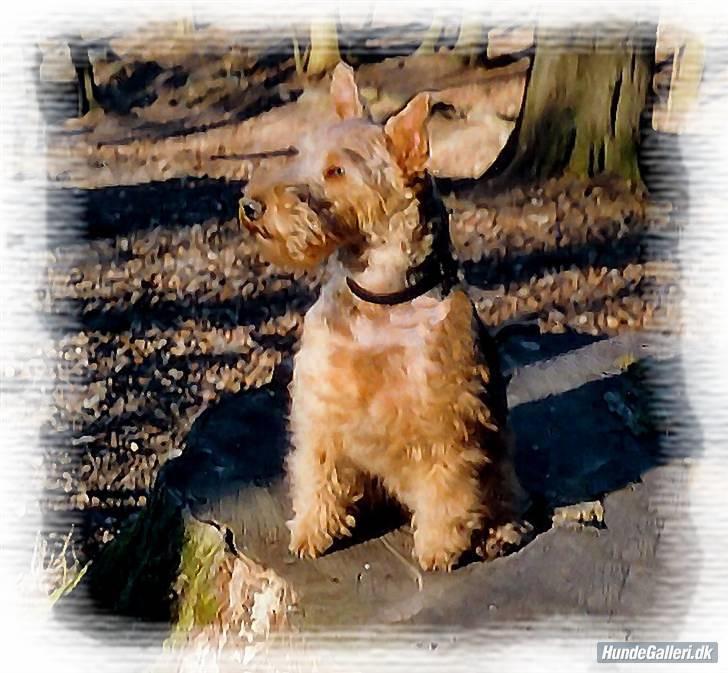 Welsh terrier Felix - **Det Lille Blå Lyn & Den Sorte Banditræv´s moar * har forbedret billedet af fotomodellen billede 1