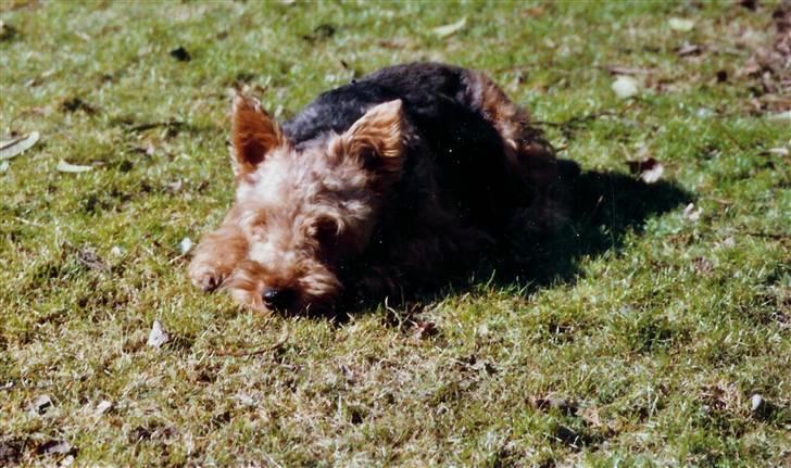 Welsh terrier Felix - Der flades ud i haven..... billede 2