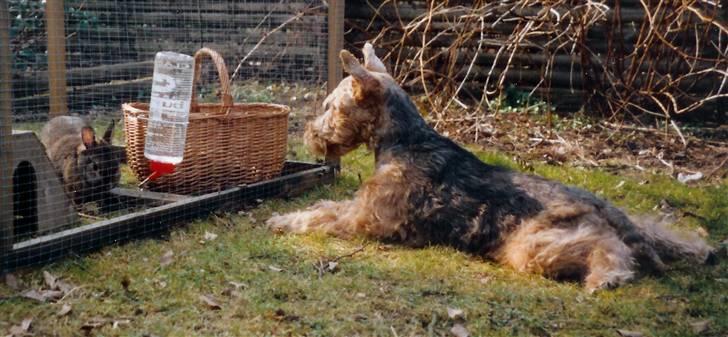 Welsh terrier Felix - Vi ligger og smasker og kigger på Karla Kanin (ville gerne spise den hvis vi kunne) billede 3