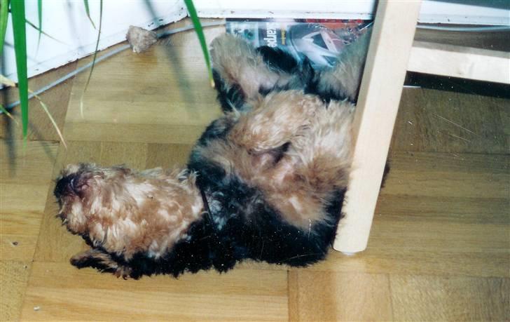 Welsh terrier Felix - Livet er da for herligt.... billede 4