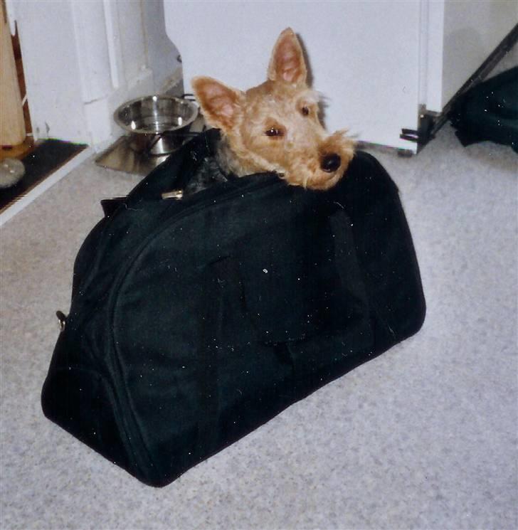 Welsh terrier Felix - Hvornår var det vi skulle rejse? billede 5