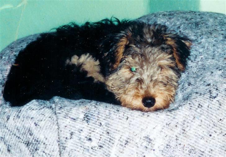 Welsh terrier Felix - Og SÅ nuttede var vi som små ;o) billede 6