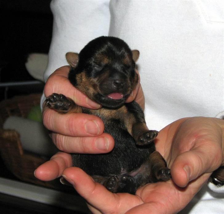 Norwich terrier Champ - baby champ, nogle få dage gammel billede 1