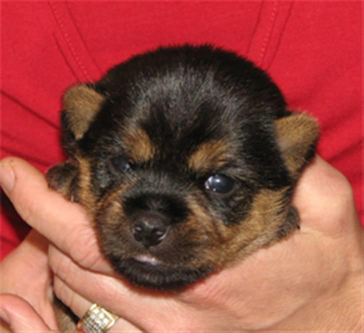 Norwich terrier Champ - en uge gammel billede 2