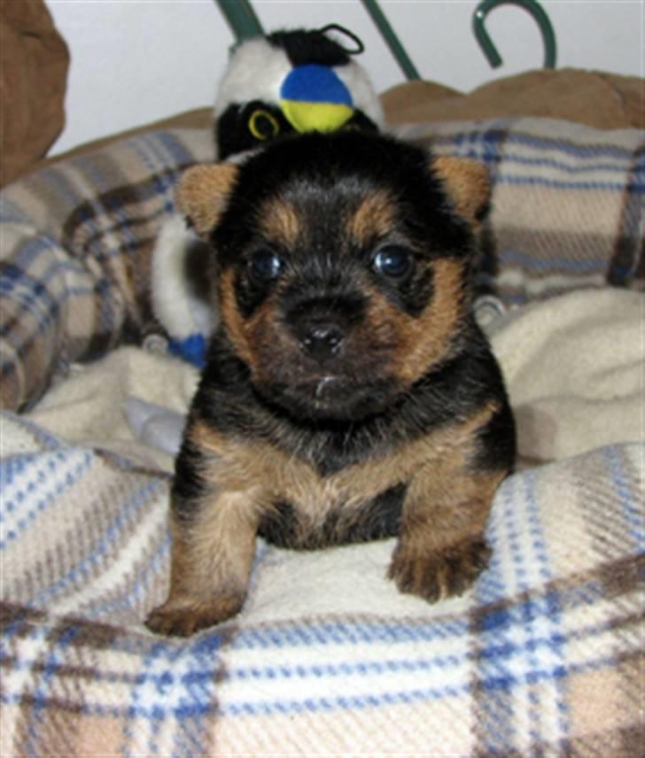 Norwich terrier Champ - 4 uger gammel billede 3