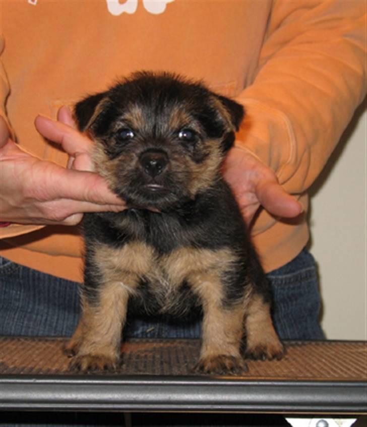Norwich terrier Champ - 5 uger gammel billede 4