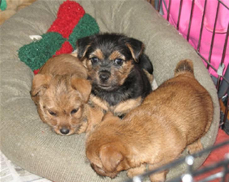 Norwich terrier Champ - Champ og hans 2 søstre billede 5