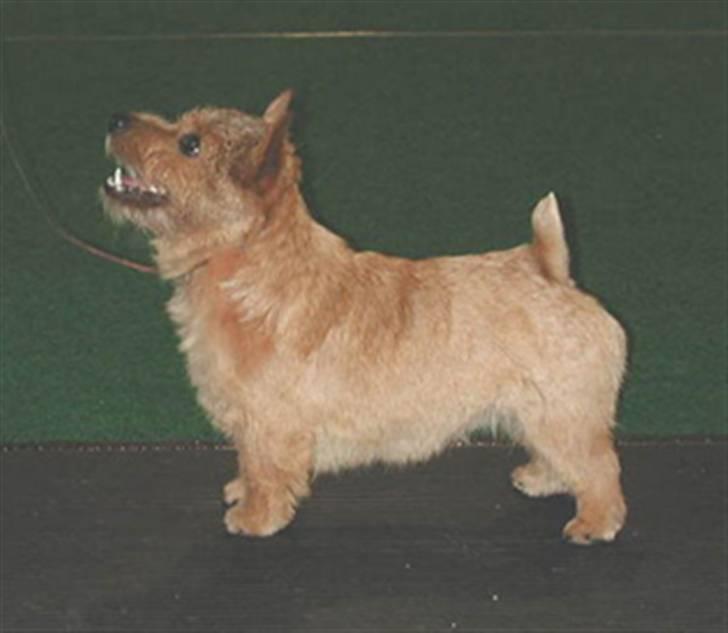 Norwich terrier Champ - Champ´s far billede 6