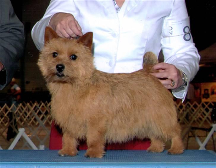 Norwich terrier Champ - Champ´s mor billede 7