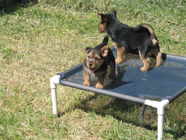 Norwich terrier Champ - Champ i Vernon billede 8