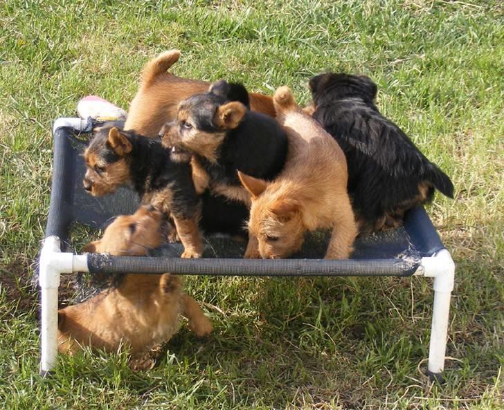 Norwich terrier Champ - 2 dejlige kuld Norwich, Champ er et eller andet sted :o) billede 9