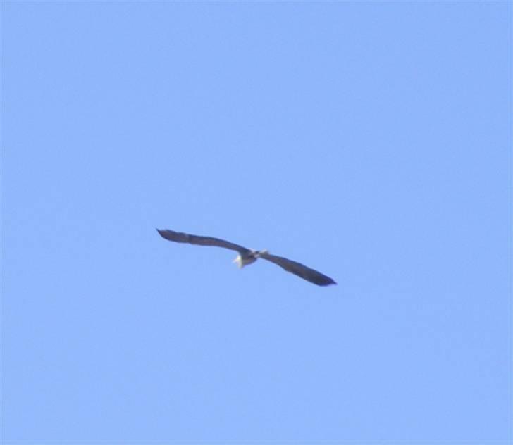 Norwich terrier Champ - Ørne og hejre, de flyver rundt alle steder. Jeg var heldig at fange en af dem i luften billede 11