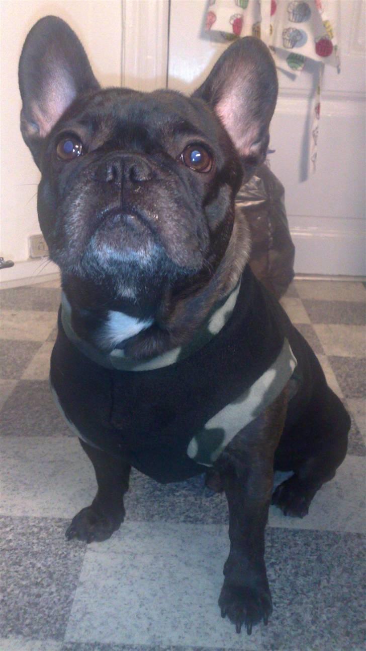 Fransk bulldog Herkules billede 15