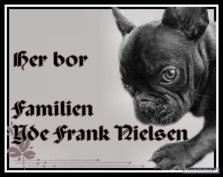 Fransk bulldog Herkules billede 16