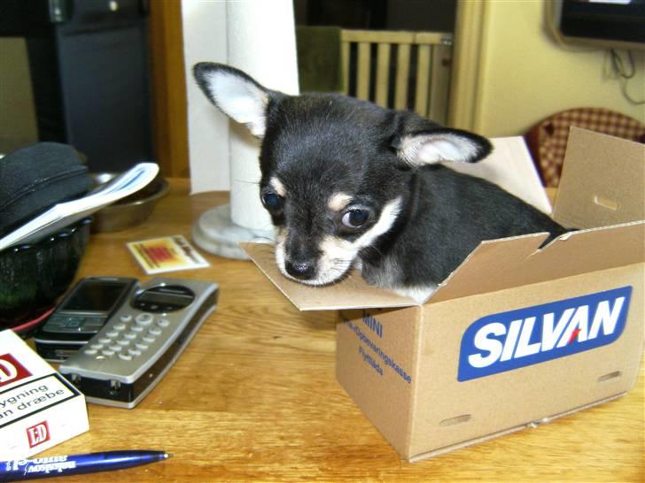 Chihuahua petitos lille my - så har jeg pakket, nu venter jeg bare på at blive hentet billede 1