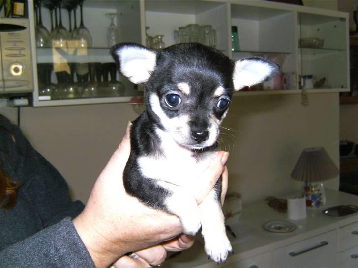 Chihuahua petitos lille my billede 2