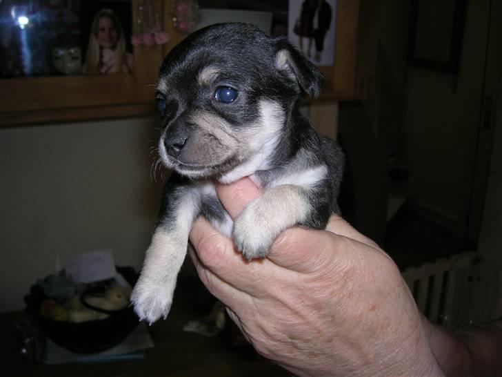 Chihuahua petitos lille my billede 3