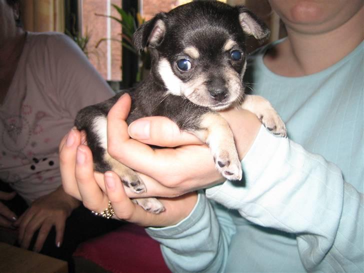 Chihuahua petitos lille my billede 4