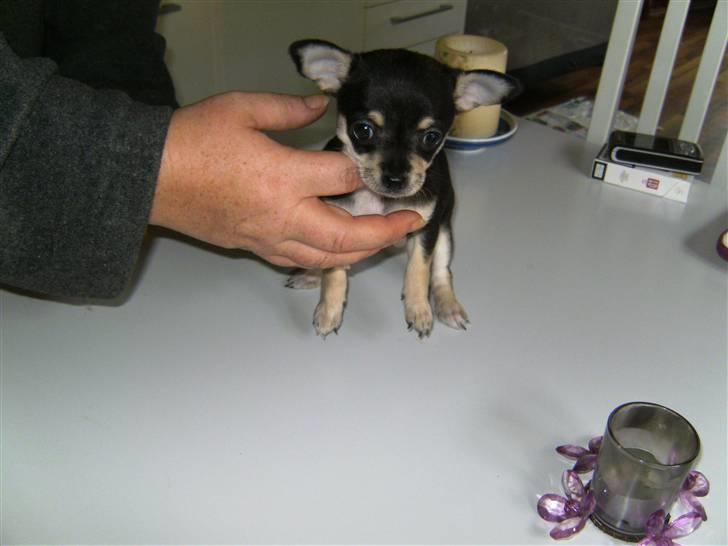 Chihuahua petitos lille my billede 5