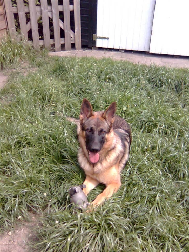 Schæferhund Thia's Best Kiara (Kia) - (Kia 9 mdr.) "Moar har du mon aldrig hørt om en græsslåmaskine?" billede 19