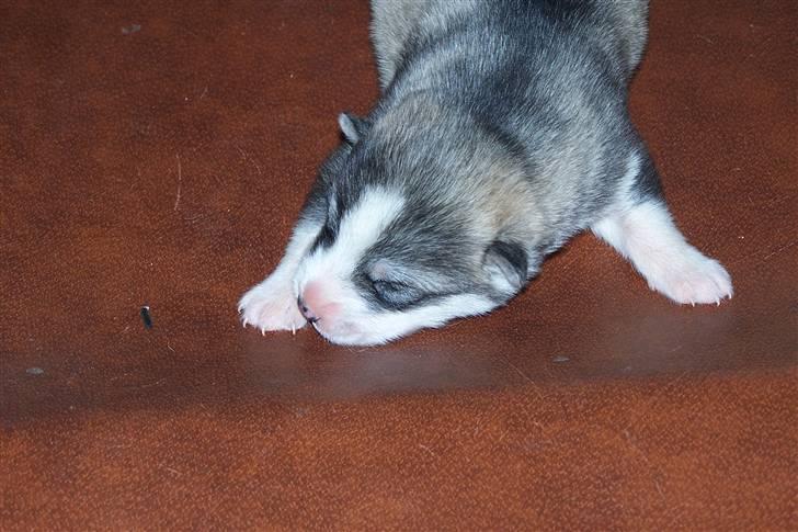 Siberian husky Brody - De første billeder af den lille  billede 1