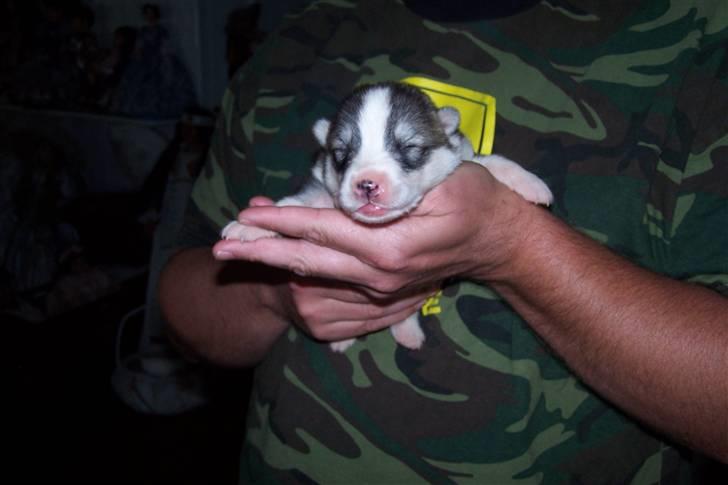 Siberian husky Brody - han gider ikke åbne øjnene  billede 2