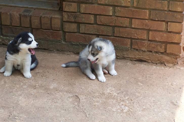 Siberian husky Brody - en lille djævel allerede  billede 3