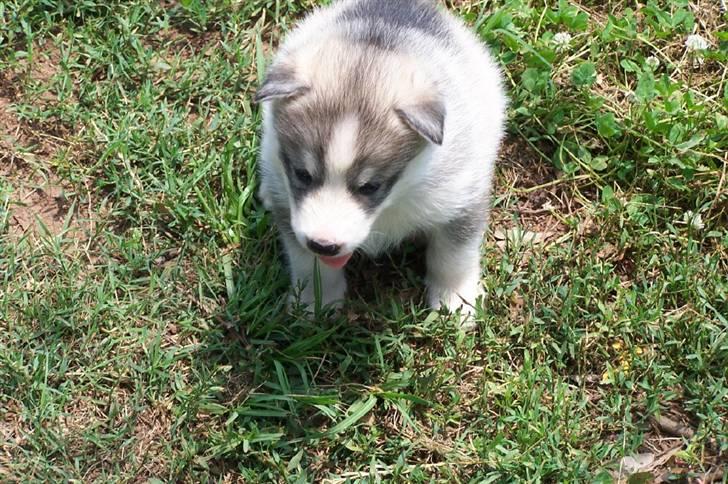 Siberian husky Brody - keder sig  billede 4