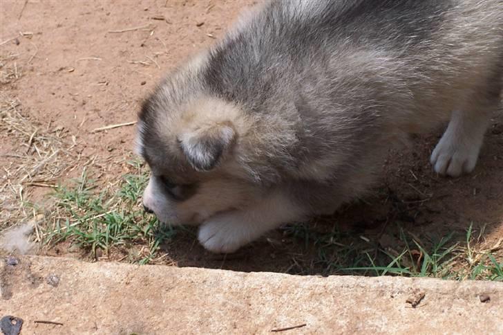 Siberian husky Brody - sover hele tiden billede 5