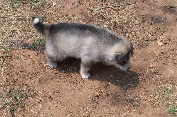 Siberian husky Brody - render rundt og irreterer de andre  billede 6