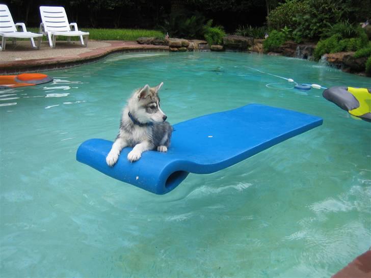 Siberian husky Brody - vand er ikke lige hans stil billede 7