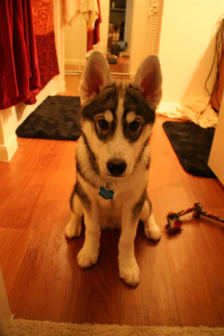 Siberian husky Brody - en del ældre  billede 8