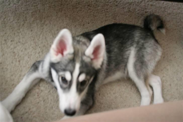 Siberian husky Brody - 6 mdr gammel  billede 9