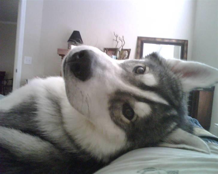 Siberian husky Brody - aldrig lade din hund komme op i sengen billede 10