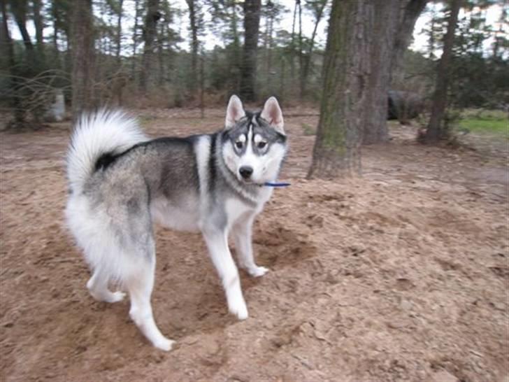Siberian husky Brody - næsten et år gammel billede 11