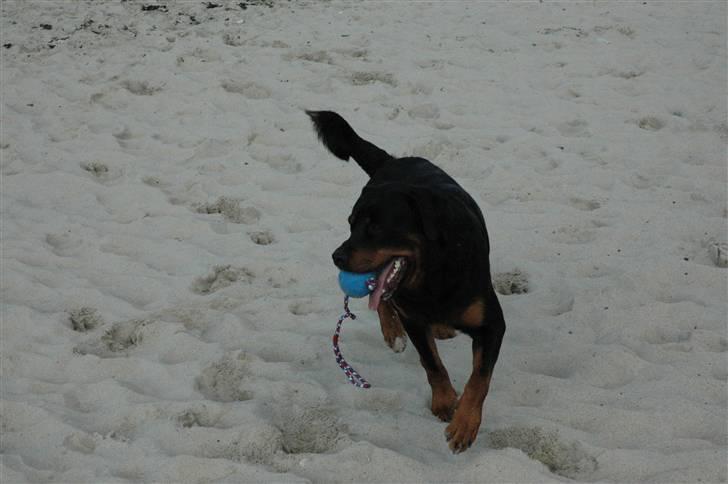 Rottweiler Alfa - vesterhavet billede 9