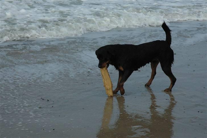 Rottweiler Alfa - Vesterhavet billede 10