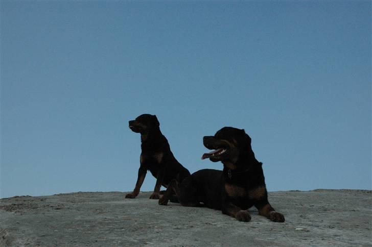 Rottweiler Alfa - Alfa og Dingo en tur ved vesterhavet  billede 11