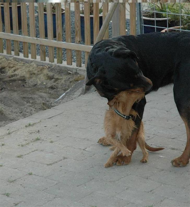 Rottweiler Alfa - Alfa og Bounty som leger lidt  billede 12