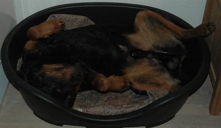 Rottweiler Alfa - Total fristed. Så skal der slappes af billede 13