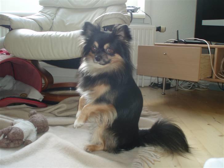 Chihuahua of Mexi's Kenzo - En dejlig dag i sommeren 2007 billede 1