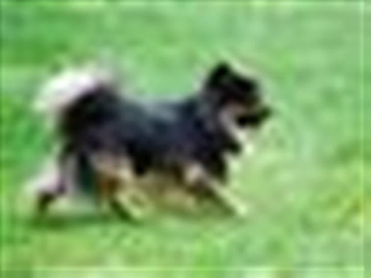 Chihuahua of Mexi's Kenzo - Ja ...Se hvor dejlig jeg er!!!!! billede 2