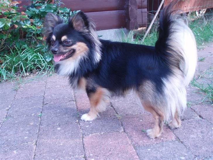 Chihuahua of Mexi's Kenzo - Elsker at gå ture sammen med mor og far billede 3