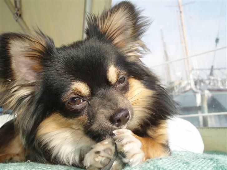 Chihuahua of Mexi's Kenzo - At ligge her på skibet og råhygge...Det er livet billede 4