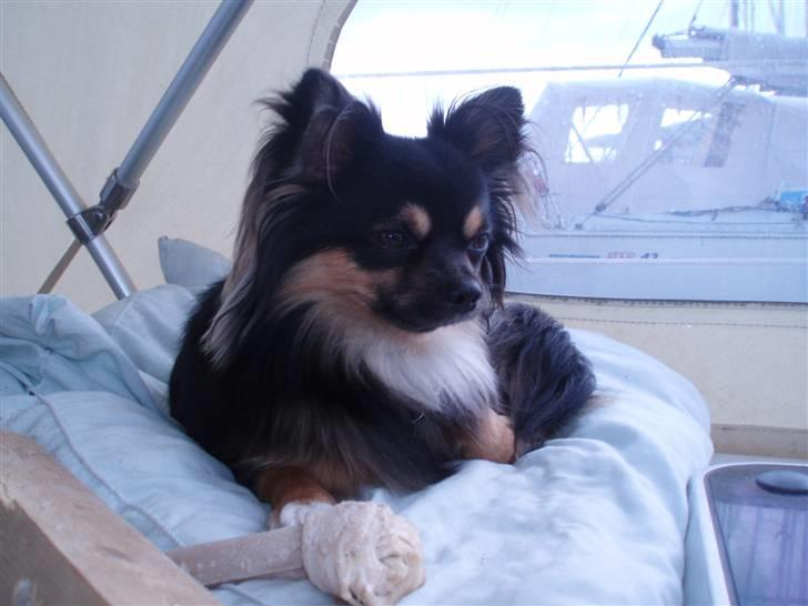 Chihuahua of Mexi's Kenzo - Bare at slappe af og nyde udsigten billede 5