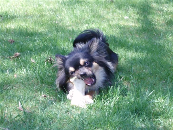 Chihuahua of Mexi's Kenzo - Der er ikke nået så godt som at stjæle rasmus´s købben...uhmmmmm   det er godtJa billede 6