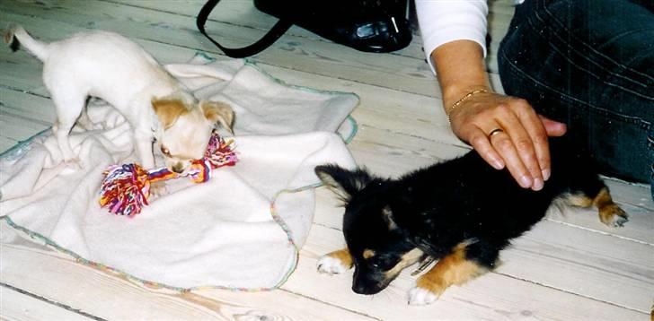 Chihuahua of Mexi's Kenzo - Min sødeste legekammarat Monroe og jeg billede 8