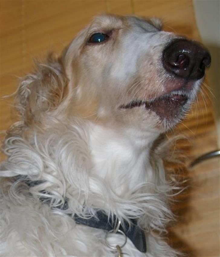 Borzoi Danilov of Zarina - Overlegen ...... hvem dog billede 4