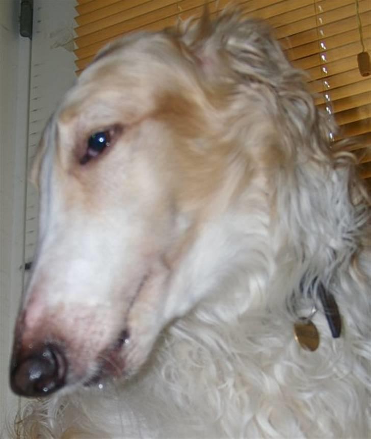 Borzoi Danilov of Zarina - la´ nu vær ....... billede 5